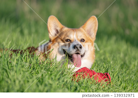 Portrait of Welsh corgi pembroke 139332971