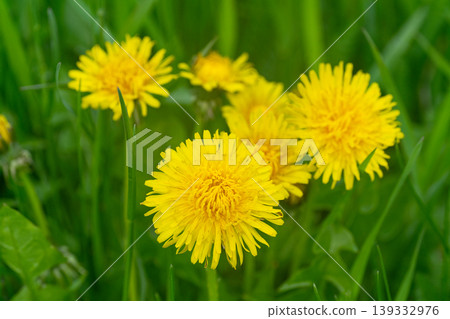 yellow dandelion flowers blooming yellow dandelion flowers blooming 139332976