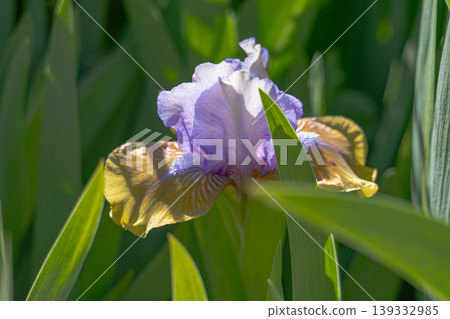 Iris is a colorful flowering spring plant 139332985