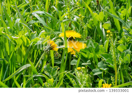 yellow dandelion flowers blooming yellow dandelion flowers blooming 139333001