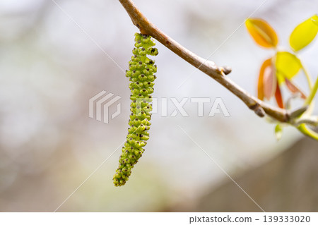 Freshly burst leaves of walnut tree close-up Freshly burst leaves of walnut tree close-up 139333020