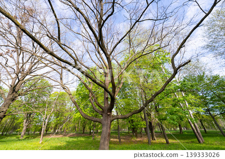 Park during the day. Beautiful green garden. Park during the day. Beautiful green garden. 139333026