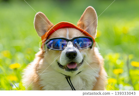 welsh corgi pembroke dog in cook sunglasses with polarized lenses ready for vacation in hot welsh corgi pembroke dog in cook sunglasses with polarized lenses ready for vacation in hot 139333043