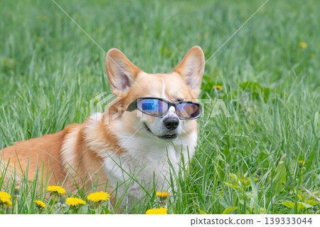 Funny corgi pembroke dog in cook sunglasses with polarized lenses ready for vacation in hot 139333044