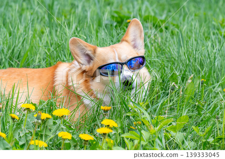 Funny corgi pembroke dog in cook sunglasses with polarized lenses ready for vacation in hot 139333045