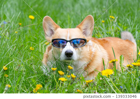 Funny corgi pembroke dog in cook sunglasses with polarized lenses ready for vacation in hot 139333046
