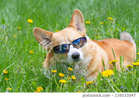 Funny corgi pembroke dog in cook sunglasses with polarized lenses ready for vacation in hot 139333047