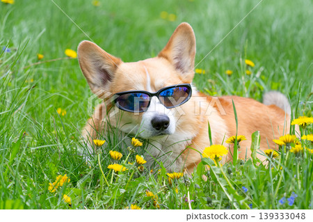 Funny corgi pembroke dog in cook sunglasses with polarized lenses ready for vacation in hot 139333048