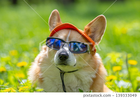 Funny corgi pembroke dog in cook sunglasses with polarized lenses ready for vacation in hot 139333049