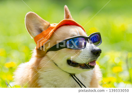 Funny corgi pembroke dog in cook sunglasses with polarized lenses ready for vacation in hot 139333050