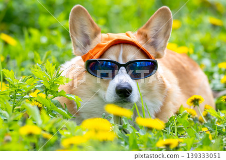 Funny corgi pembroke dog in cook sunglasses with polarized lenses ready for vacation in hot Funny corgi pembroke dog in cook sunglasses with polarized lenses ready for vacation in hot 139333051