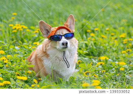 Funny corgi pembroke dog in cook sunglasses with polarized lenses ready for vacation in hot 139333052