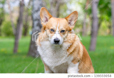 Portrait of a Pembroke Welsh Corgi wearing glasses Portrait of a Pembroke Welsh Corgi wearing glasses 139333058