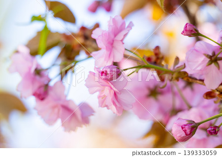 Close up of beautiful pink sakura flowers in the morning. Close up of beautiful pink sakura flowers in the morning. 139333059
