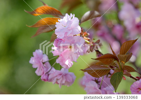 Close up of beautiful pink sakura flowers in the morning. Close up of beautiful pink sakura flowers in the morning. 139333068