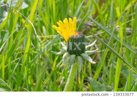 yellow dandelion flowers blooming 139333077