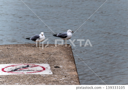 Seagulls on the pier. 139333105