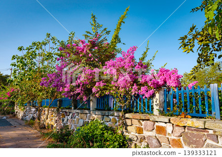 Blooming Bougainvillea Along Blue Fence In Tropical Street Thailand 139333121