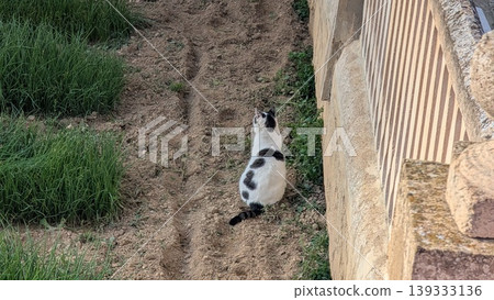 Back view of a cat with a unique pattern sitting on the ground Back view of a cat with a unique pattern sitting on the ground 139333136