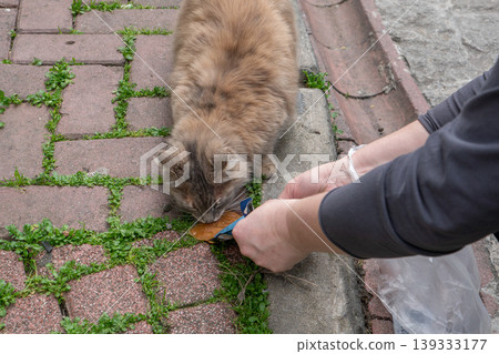 Person feeds stray cat on cobblestone street near parked car with hand placing food while animal eats on ground in urban setting. Animal care, pet feeding, urban life, volunteer activity Person feeds stray cat on cobblestone street near parked car with hand placing food while animal eats on ground in urban setting. Animal care, pet feeding, urban life, volunteer activity 139333177