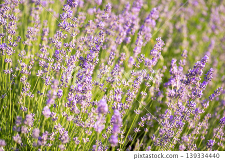 Background of blooming lavender flowers ready to be harvested. Close-up of lavender Background of blooming lavender flowers ready to be harvested. Close-up of lavender 139334440