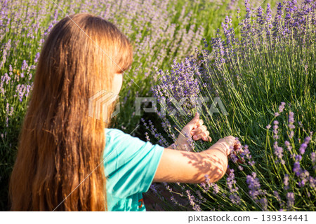 Young girl cuts off lavender flowers, gathers harvest for future bouquets and sachets. Harvest of lavender 139334441