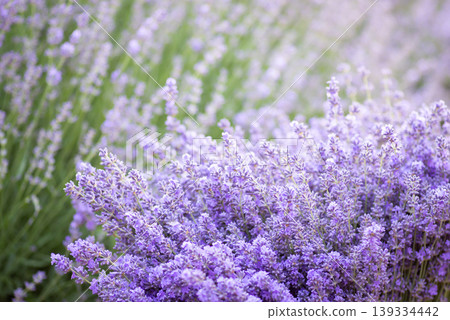 Bouquet of gathered lavender flowers on background of growing bushes. Lavender harvest season Bouquet of gathered lavender flowers on background of growing bushes. Lavender harvest season 139334442