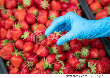 Hand in blue glove holding one ripe strawberry over many in plastic boxes. Harvest of strawberry following hygienic rules, using disposable gloves Hand in blue glove holding one ripe strawberry over many in plastic boxes. Harvest of strawberry following hygienic rules, using disposable gloves 139334483