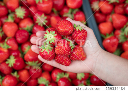 Female holding bright ripe strawberry in hands. Red tasty ripe strawberry background Female holding bright ripe strawberry in hands. Red tasty ripe strawberry background 139334484