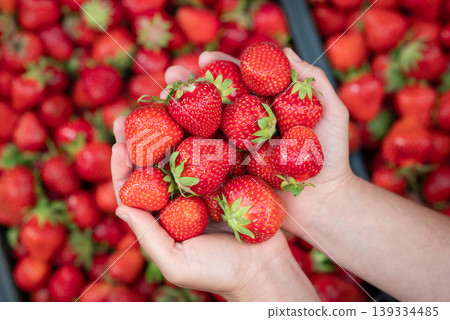 Female holding ripe strawberry in hands. Harvest of fresh juicy strawberry on farm Female holding ripe strawberry in hands. Harvest of fresh juicy strawberry on farm 139334485
