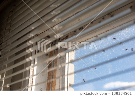 White plastic window blinds and many flies on the window, close up. Warm sunny day, flies wake up from hibernation, feeling the spring White plastic window blinds and many flies on the window, close up. Warm sunny day, flies wake up from hibernation, feeling the spring 139334501