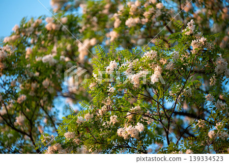 The crown of blooming acacia tree on the background of the blue sky. Bright sunny day in spring, honey plant of acacia with beautiful white good smelling flowers The crown of blooming acacia tree on the background of the blue sky. Bright sunny day in spring, honey plant of acacia with beautiful white good smelling flowers 139334523