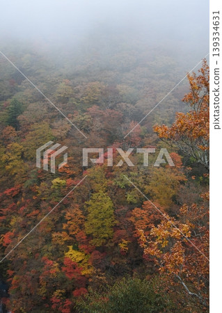 Heisei Forest, autumn leaves, forest, autumn Heisei Forest, autumn leaves, forest, autumn 139334631