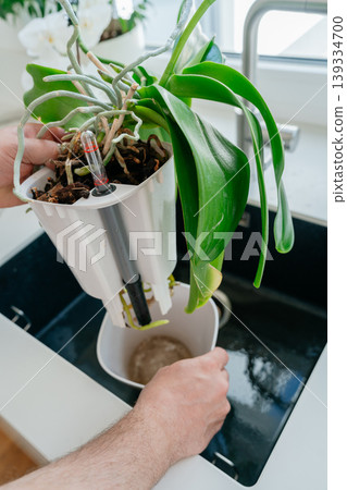 Placing orchid into new pot over sink. Repotting process with fresh substrate. Placing orchid into new pot over sink. Repotting process with fresh substrate. 139334700