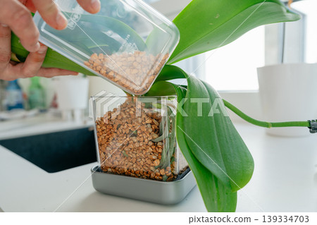 Pouring substrate into transparent pot for orchid repotting. Indoor plant care process. Pouring substrate into transparent pot for orchid repotting. Indoor plant care process. 139334703