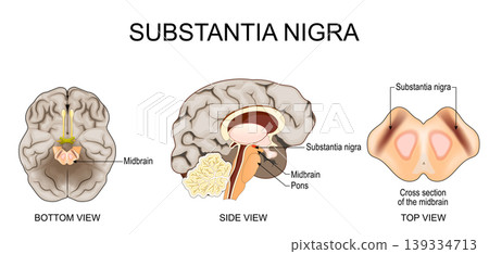 Brain anatomy. Substantia nigra. Brain anatomy. Substantia nigra. 139334713