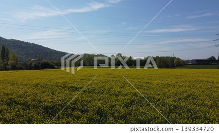 A wide scenic view of a blooming field of bright yellow rapeseed or canola flowers, stretching toward the horizon under a sunny, clear sky. A wide scenic view of a blooming field of bright yellow rapeseed or canola flowers, stretching toward the horizon under a sunny, clear sky. 139334720