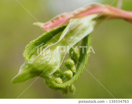 千鳥樹新枝上萌發的嫩葉和嫩芽（20260417142345） 139334763
