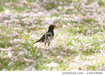 Fallen double cherry blossoms and blackbirds Fallen double cherry blossoms and blackbirds 139334899