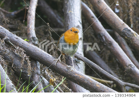 Robin perched on a branch Robin perched on a branch 139334904