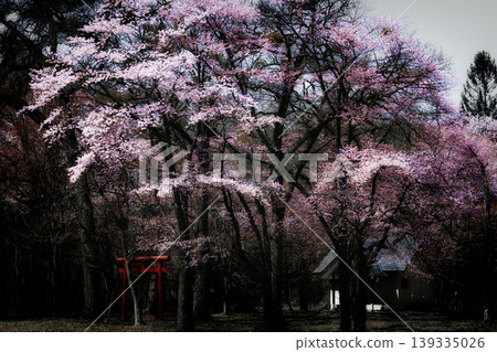 Cherry Blossoms and Torii Torii Cherry Blossoms and Torii Torii 139335026