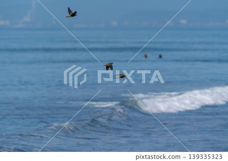 綠色的鴿子在大海的背景下飛翔 綠色的鴿子在大海的背景下飛翔 139335323