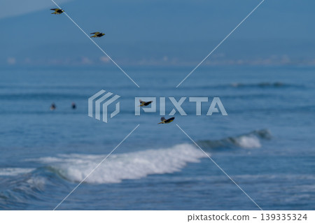綠色的鴿子在大海的背景下飛翔 綠色的鴿子在大海的背景下飛翔 139335324