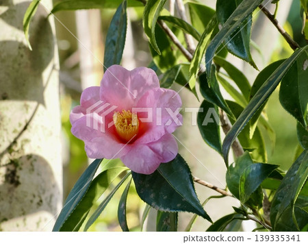 冬季花園裡盛開的紅色山茶花 冬季花園裡盛開的紅色山茶花 139335341
