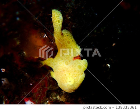 A yellow frogfish photographed on Izu Oshima Island. A yellow frogfish photographed on Izu Oshima Island. 139335361