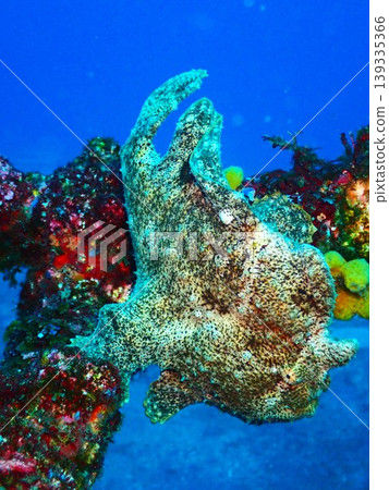 The giant frogfish (Antennarius commersoni) that uses camouflage. The giant frogfish (Antennarius commersoni) that uses camouflage. 139335366