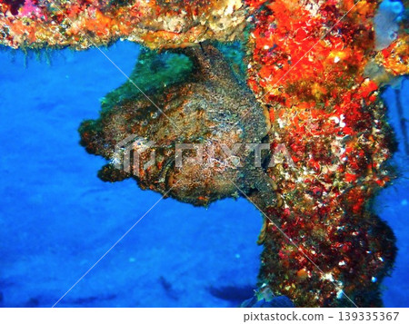 特寫鏡頭：一條巨大的躄魚潛伏在海洋中 139335367