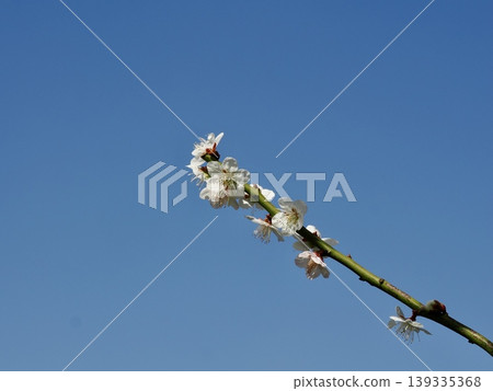 在藍天的李子開花 139335368