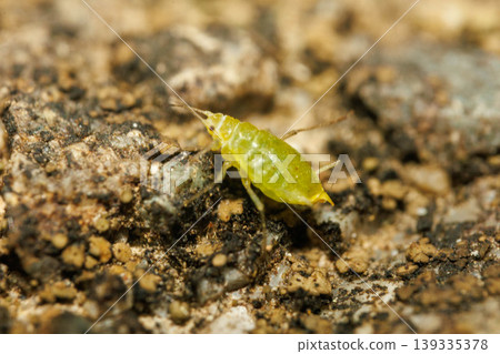 Tiny mites, 1.5 mm in size, that wander the ground. Tiny mites, 1.5 mm in size, that wander the ground. 139335378