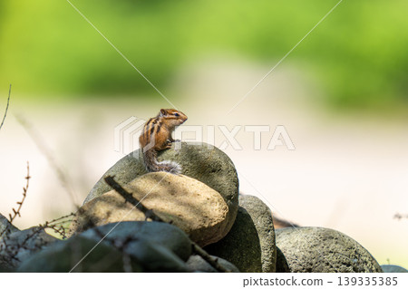 A Hokkaido chipmunk surveying its surroundings from atop a rock. A Hokkaido chipmunk surveying its surroundings from atop a rock. 139335385